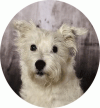 Aimy unser Security Officer Aimy unser Security Officer, Empfangsdame und Entspannungscoach